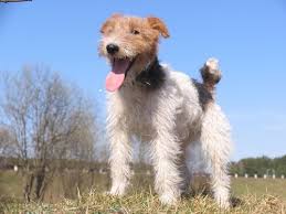 Learn how to housebreak a puppy in 6 days for free. Der Drahthaar Foxterrier Deine Tiere