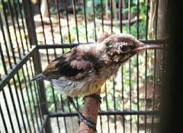 We have almost everything on ebay. Cara Merawat Kolibri Trotol Agar Cepat Gacor Pamankicau