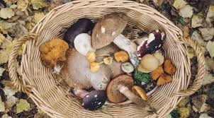 C'est comme pour les champignons. Premiere Cueillette De Champignons Les Quatre Conseils D Experts