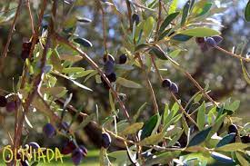 But is it all as it seems? Olive Tree Not Fruiting Why My Olive Tree Doesn T Produce Fruits Oliviada