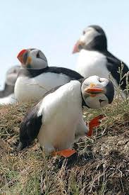 Puffins Pixdaus Puffins Bird Sea Birds Animals