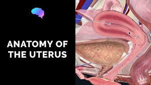 Image result for uterus
