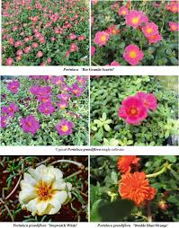 Image result for Priva curtisiae