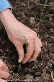How to prep a raised garden bed for spring. Creative Vegetable Gardener How To Easily And Quickly Prep Your Garden Beds For Planting Creative Vegetable Gardener