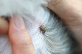 Tick Control For Dogs Prevention Treatment Tractive Blog