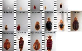 The price was fair and the service was excellent. Central Termite Pest Control Little Rock Ar Alignable