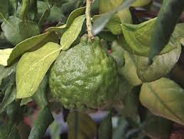 Skip to main content skip to footer content Grow A Kaffir Lime Tree Indoors Hgtv