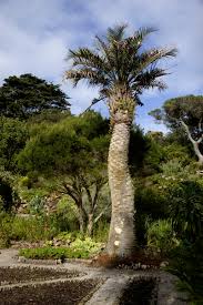This palm grows up to 8m (exceptionally 10m). Butia Odorata Wikipedia