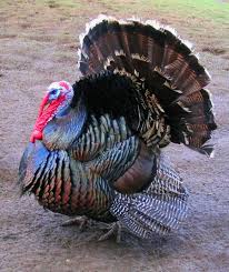 Bronze Turkey Wikipedia