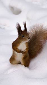 576x1024 cute squirrel wallpaper iphone wallpapers. Squirrel Iphone 8 7 6s 6 For Parallax Wallpapers Hd Desktop Backgrounds 938x1668 Images And Pictures