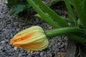 Check spelling or type a new query. Zucchini Plant Not Growing Fruit Thriftyfun