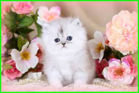 Wallpaper kucing lucu ini di buat untuk pecinta kucing yang enga mau ribet nyari wallpaper di komputer /. Gambar Kucing Lucu Imut Dan Paling Menggemaskan Sedunia Gambar Kucing Lucu Kucing Lucu Menggambar Kucing