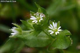 Image result for Stellaria mannii