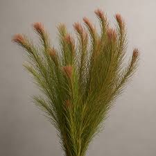 Image result for Rotala gossweileri