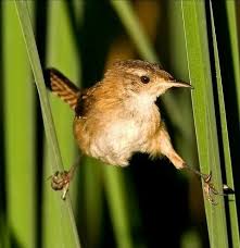 Birds Of A Feather Song Can You Recognize That Bird Song Birds Animals Wild Beautiful Birds
