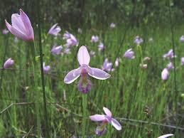 Image result for Pogonospermum