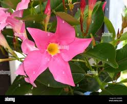 Image result for dipladenie amonea