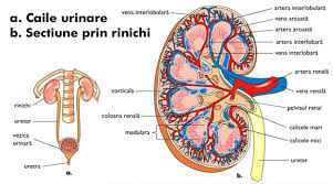 Sistemul nervos este alcatuit din doua pari: Sistemul Excretor Biologie