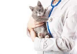 Ist ihnen der wurmbefall ihrer katze bekannt, könnten sie vorübergehend einweghandschuhe bei der reinigung des katzenklos verwenden. Kitten Entwurmen Katzengesundheit Und Pflege Zooplus Ch