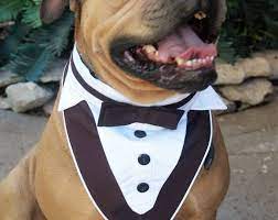 This Item Is Unavailable Etsy Dog Wedding Attire Dog Tuxedo Dog Wedding Outfits