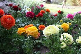Image result for Ranunculus volkensii