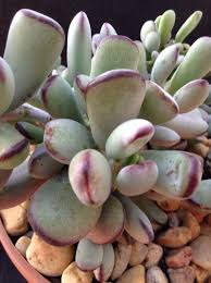 At this point 6/7/19, it's a rare find in the usa and expensive! Cotyledon Orbiculata Var Oophylla Planten Tuin