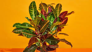 Image result for Croton kilwae