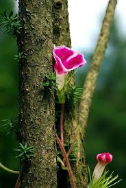 صور واتس اب ورود خلفيات للواتس اب ورد ابيض احمر Beautiful Flowers Amazing Flowers Trees To Plant
