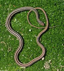 This snake looks similar to its cousin the eastern garter snake; Common Ribbonsnake