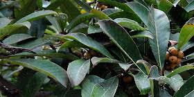 Image result for Ficus saussureana