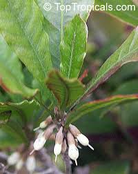 Resultado de imagen para flor de synsepalum dulcificum