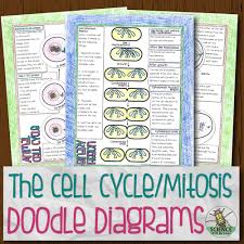 In this cell cycle learning exercise, students fill in the blank with information about the cycle of a cell. The Cell Cycle Doodle Diagrams Store Science And Math With Mrs Lau