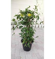 Image result for Tristellateia