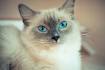 Are Ragdoll Cats Hypoallergenic? - Cat Beep