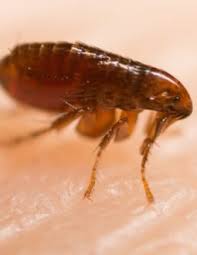 Hours may change under current circumstances Pest Control Spring Hill Exterminator Do It Yourself 34609 34610 34608