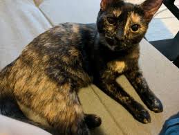 At carmax san antonio one of our auto superstores, you can shop for a used car, take a test drive, get an appraisal, and learn more about your financing carmax san antonio. 11 Mo Female Tortoiseshell Kitten For Adoption In San Antonio Tx Pickles Fixed Shots Healthy Supplies