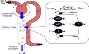 This effect of lithium does not damage the kidneys, but does result in more urination, more thirst, and more fluid intake than normal. Sodium Phosphate Cotransporter Mediates Reabsorption Of Lithium In Rat Kidney Sciencedirect