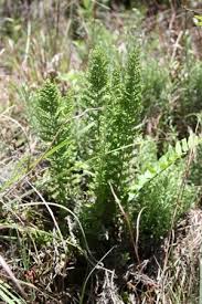 Image result for Cheilanthes hirta