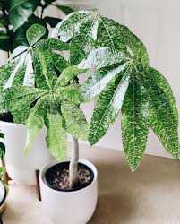 Thinking About Pachira Aquatica Variegata How To Get A Hold Of Some Of These Beauties Foreverplanty Cool Plants Pretty Plants Foliage Plants