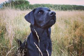 We did not find results for: Lab Terrier Mixes Which Dog Is The Perfect Pet For You K9 Web