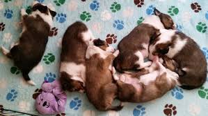 Texas sheltie breeders, sheltie pups, shetland sheepdog puppy, lockehill shelties puppy page. Shetland Sheepdog Puppies For Sale Chaska Mn 298380