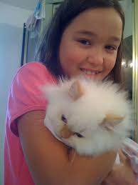 2009 ADOPTED PERSIAN AND HIMALAYAN KITTENS