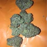 Image result for afghan strain