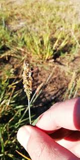 Image result for Cenchrus geniculatus