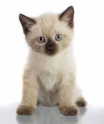 How Long Do Cats Live