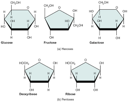 Chemistry Of Nutrition Brilliant Math Science Wiki