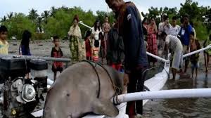 Gambar mewarnai ikan duyung ala model kini. Mengungkap Fakta Tentang Duyung Yang Terancam Punah Banjarmasin Post