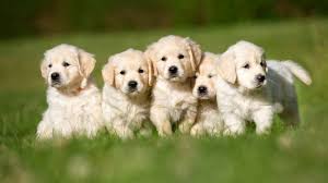 Interested in finding out more about the golden retriever? How To Pick A Golden Retriever Puppy From A Litter Easy Guide Loyal Goldens