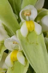 Image result for Chamaeclitandra henriquesiana