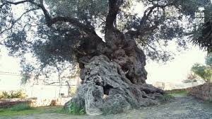 Terra Creta Corporate Video Eng Hd Extra Virgin Olive Oil Corporate Videos Terra
